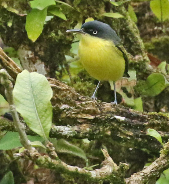 Common Tody-flycatcher