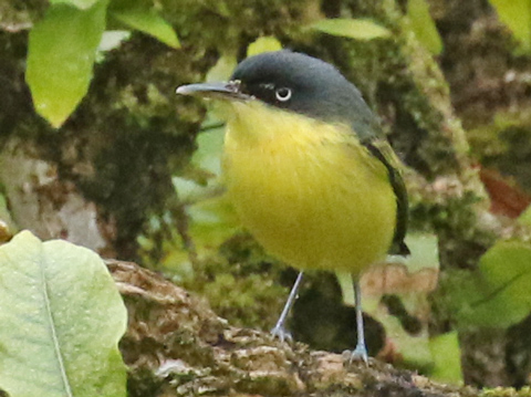 Common Tody-flycatcher
