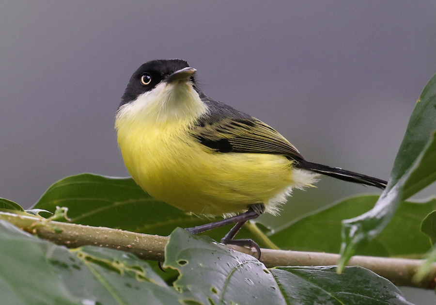 Common Tody-flycatcher