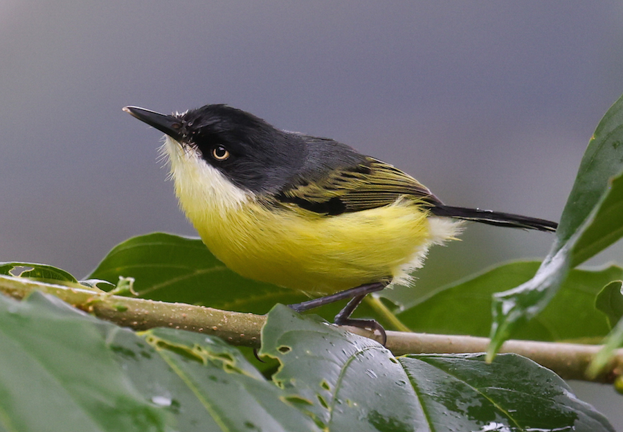 Common Tody-flycatcher