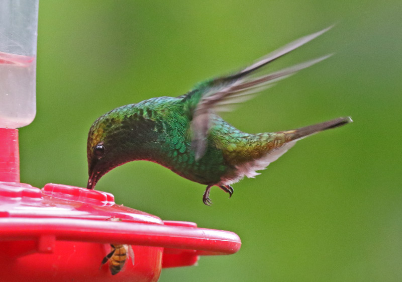 Coppery-headed Emerald