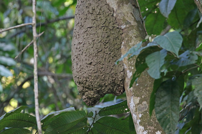 Termite nest