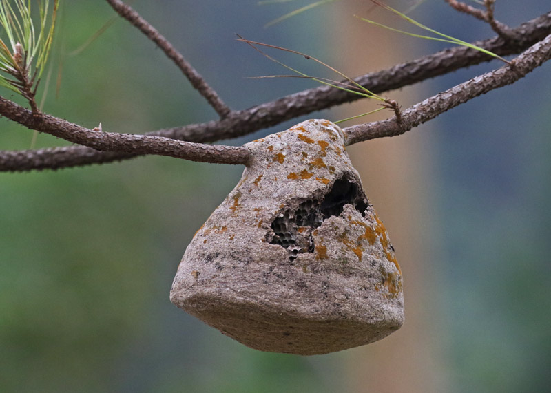 Wasp nest