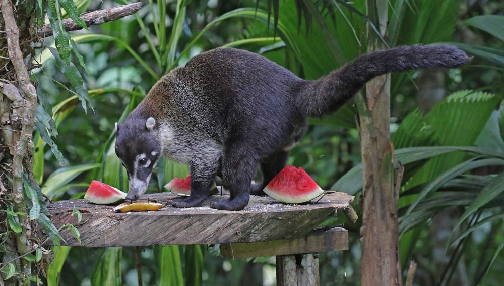Coati at Rancho's feeders