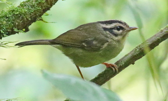 Costa Rican Warbler