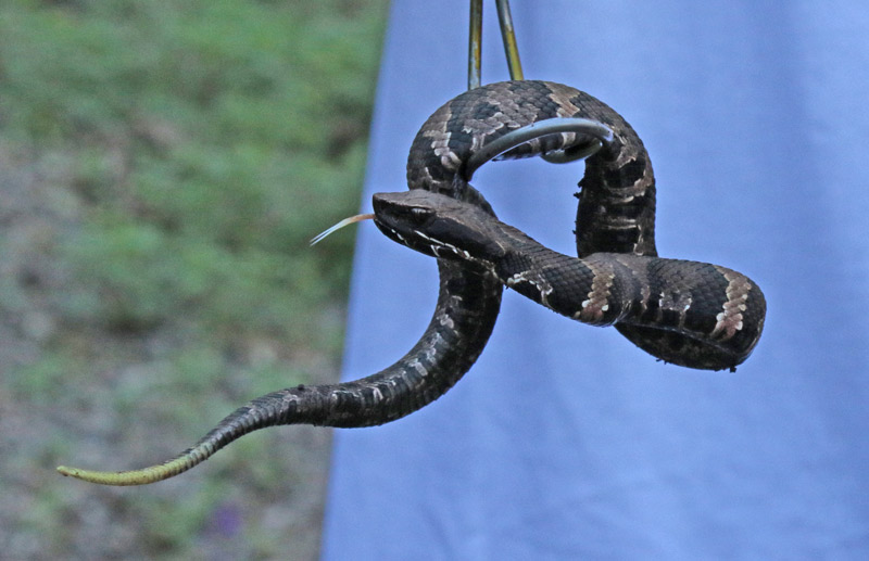 Northern Cottonmouth (juvenile)