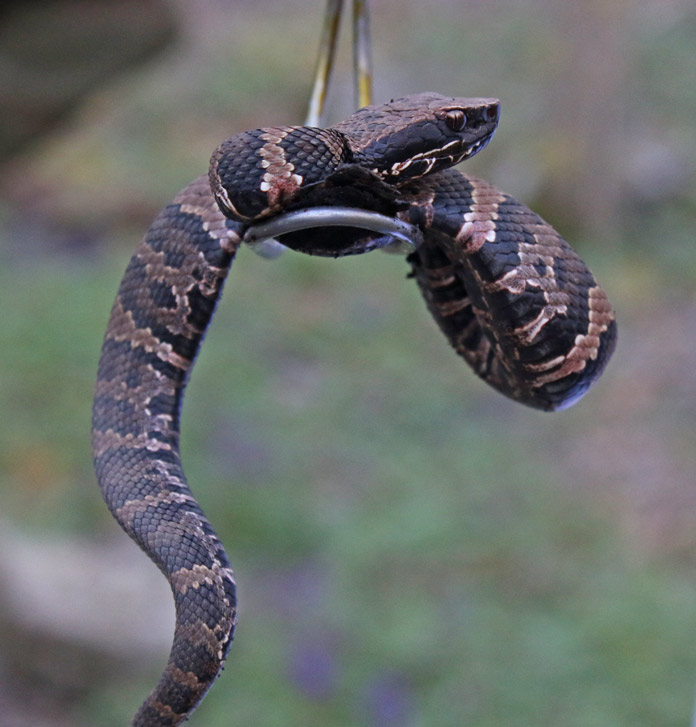 Northern Cottonmouth (juvenile)