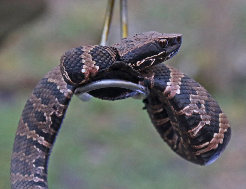 Northern Cottonmouth (juvenile)