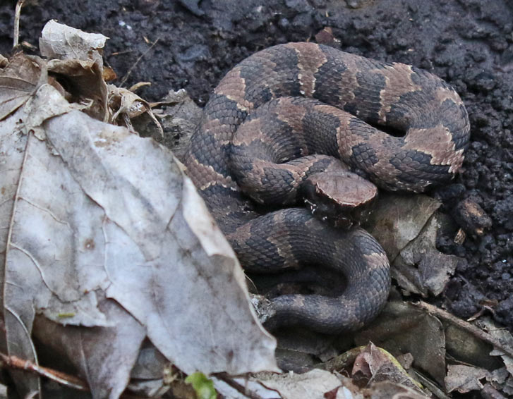 Northern Cottonmouth (juvenile)