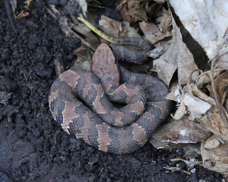 Northern Cottonmouth (juvenile)