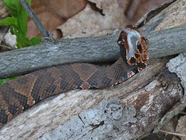 Northern Cottonmouth (adult)