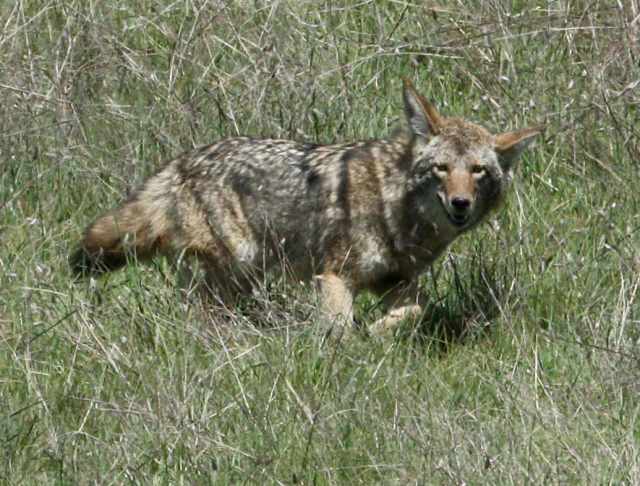 Coyote