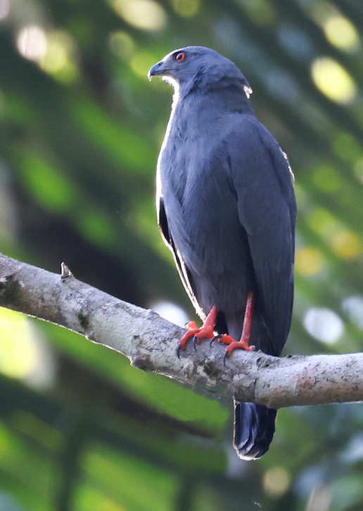 Greater Yellow-headed Vulture