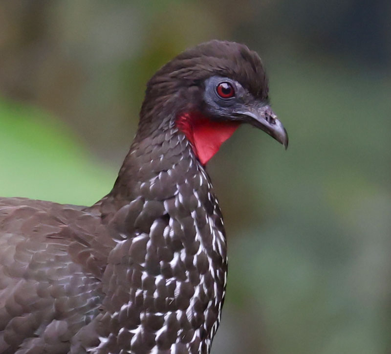 Crested Guan