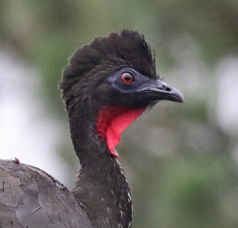 Crested Guan
