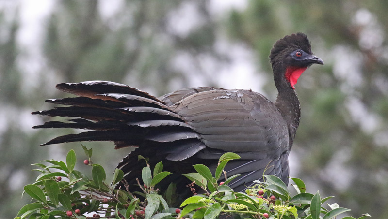 Crested Guan