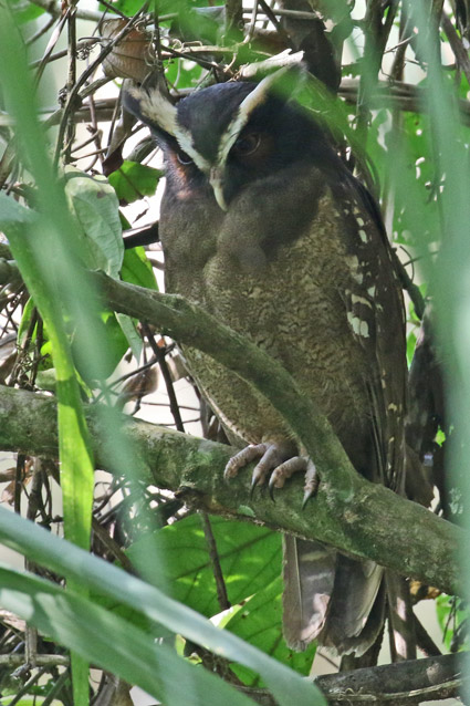 Crested Owl
