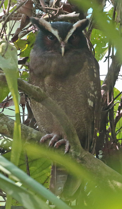 Crested Owl