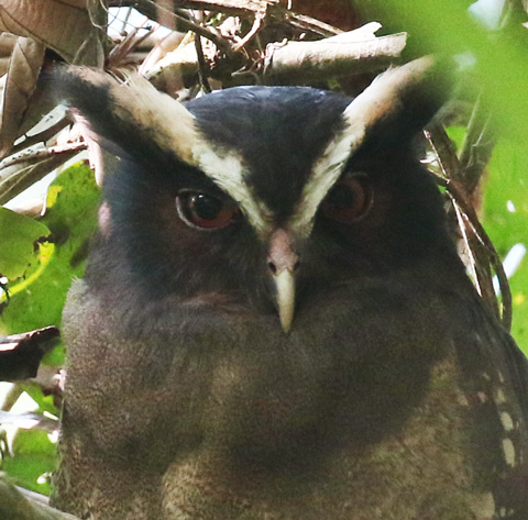Crested Owl