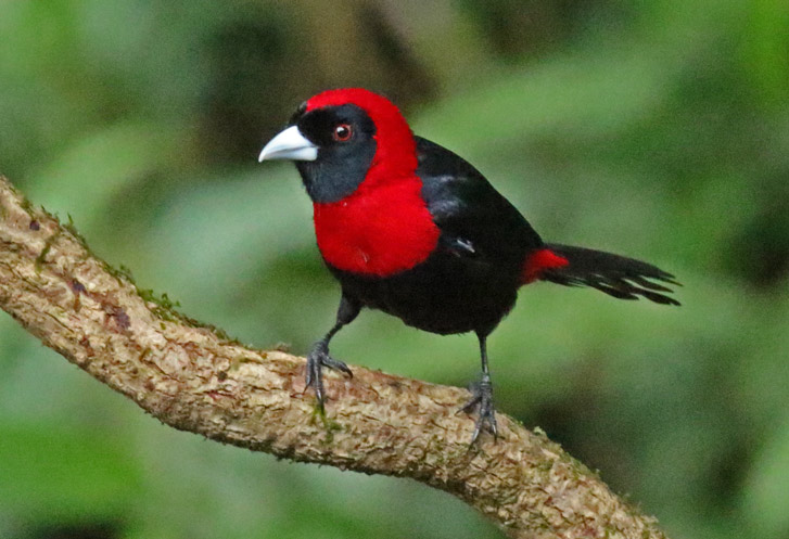 Crimson-collared Tanager