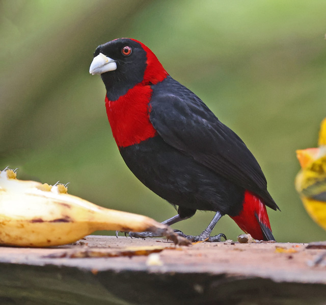 Crimson-collared Tanager