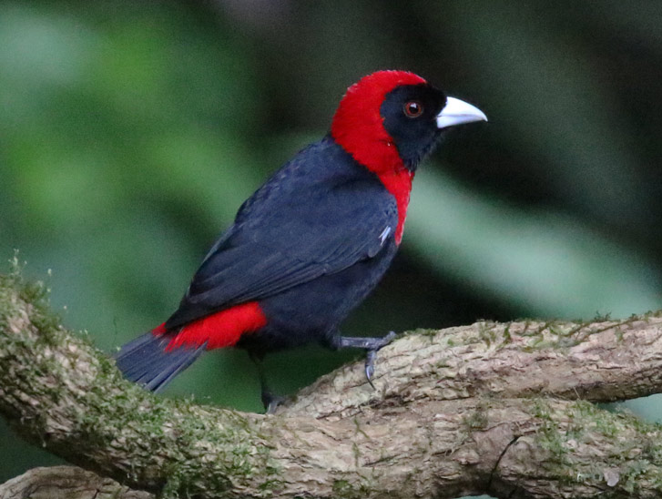 Crimson-collared Tanager