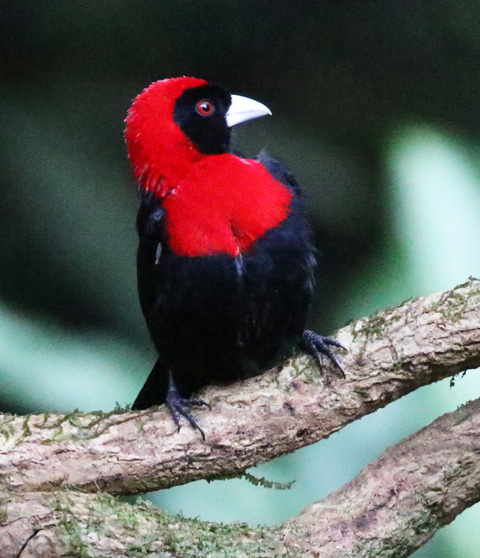 Crimson-collared Tanager