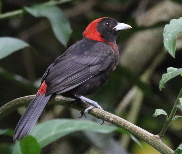 Crimson-collared Tanager