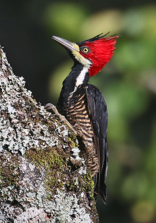 Crimson-crested Woodpecker (female)