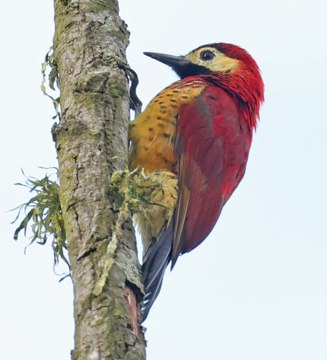 Crimson-mantled Woodpecker