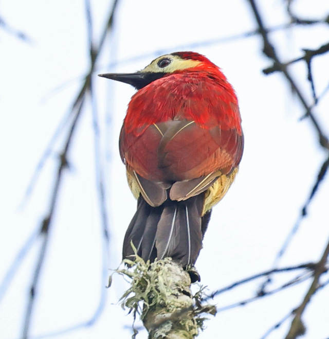 Crimson-mantled Woodpecker