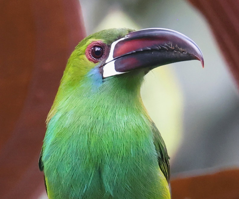 Crimson-rumped Toucanet