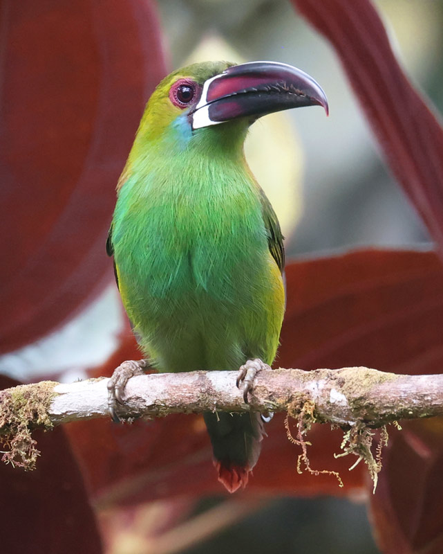 Crimson-rumped Toucanet