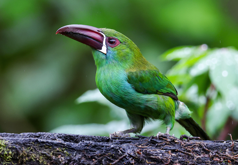 Crimson-rumped Toucanet