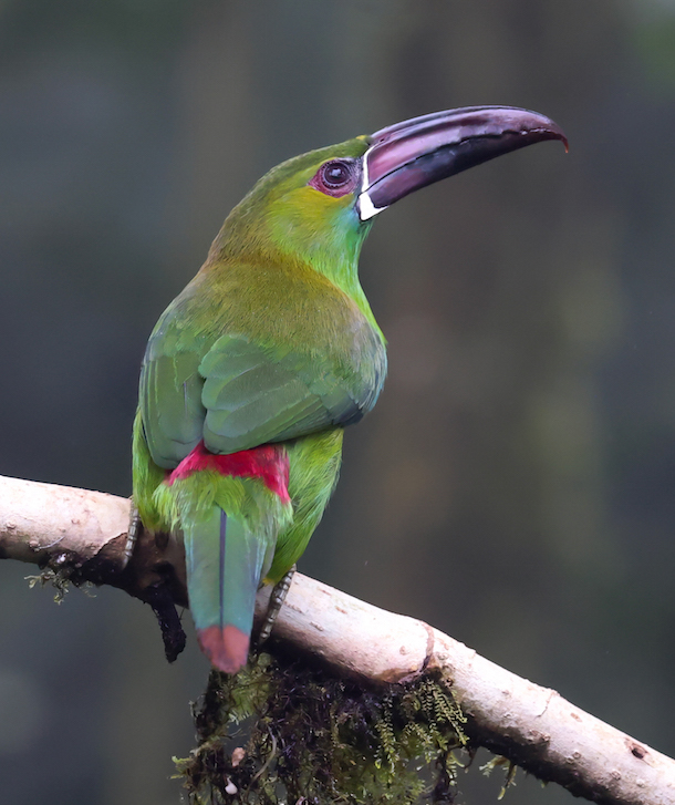 Crimson-rumped Toucanet