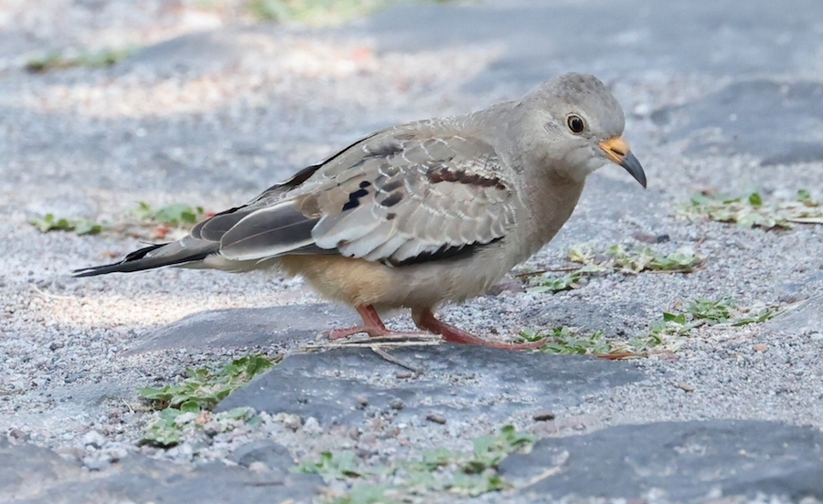 Croaking Ground-dove