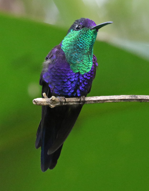 Crowned Woodnymph