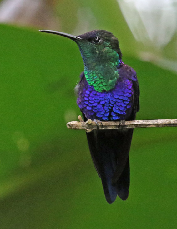 Crowned Woodnymph