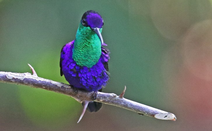 Crowned Woodnymph