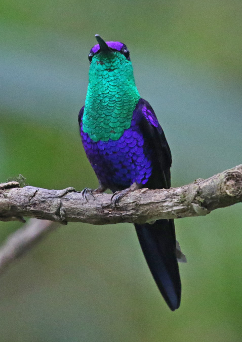 Crowned Woodnymph (male)