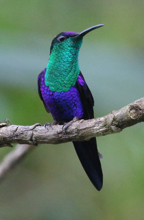 Crowned Woodnymph (male)