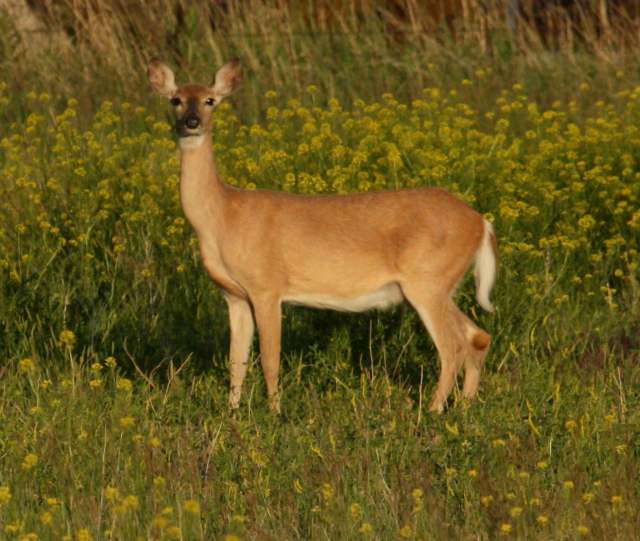 White-tailed Deer