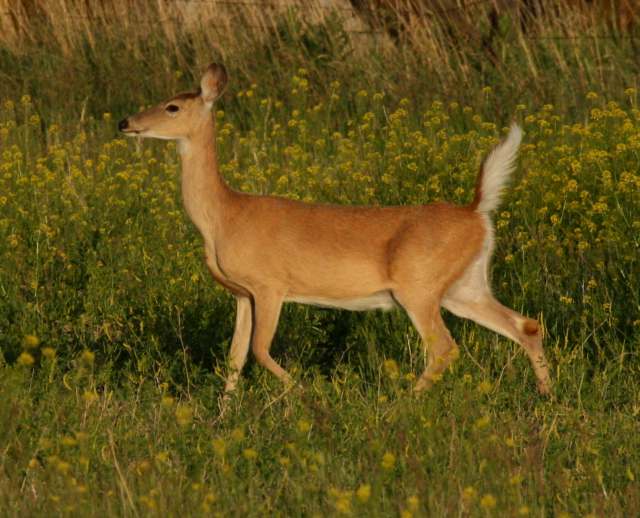 White-tailed Deer