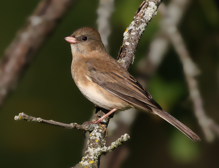 Dark-eyed Junco photo #1