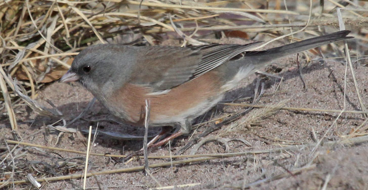 Dark-eyed Junco (pink-sided form)