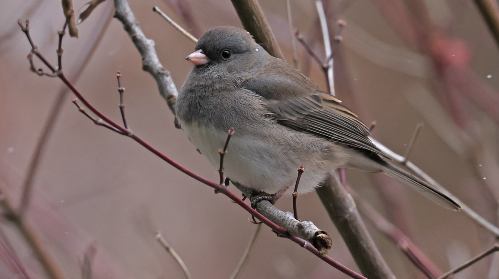 Dark-eyed Junco photo #2