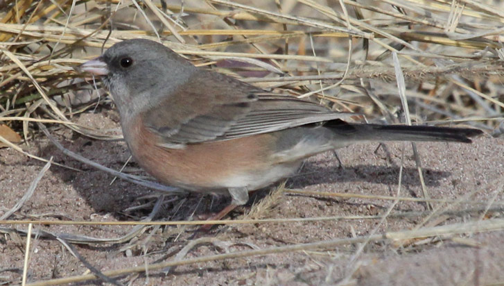 Dark-eyed Junco (pink-sided form)