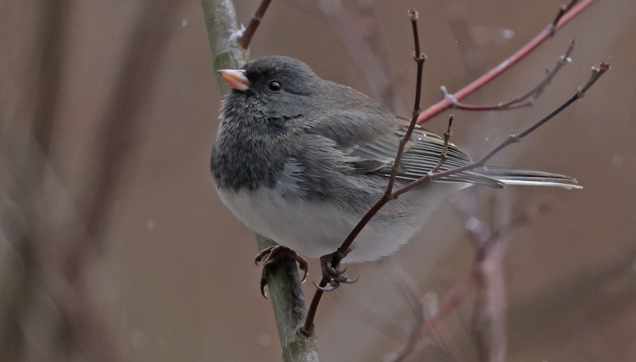 Dark-eyed Junco photo #1