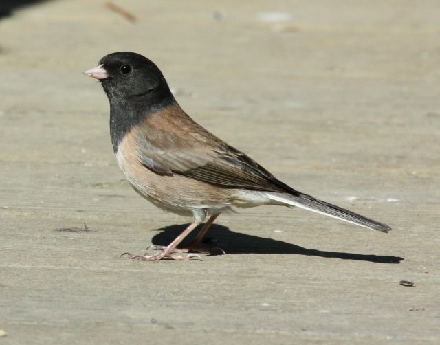 Dark-eyed Junco (