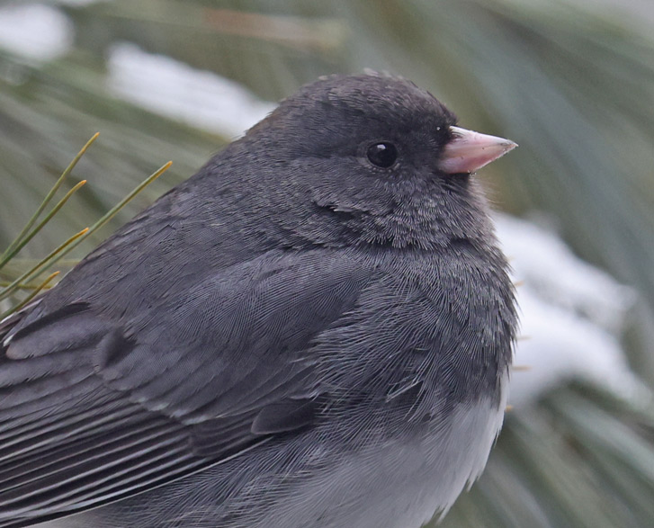 Dark-eyed Junco photo #4
